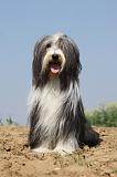 BEARDED COLLIE 185